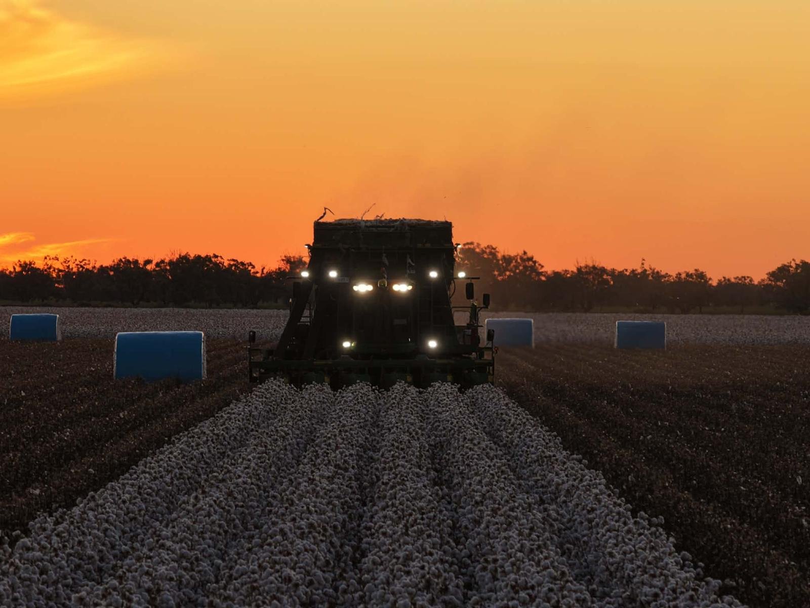 Cotton picker at sunset with round bales in the field